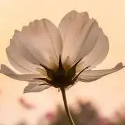 オハナの画像