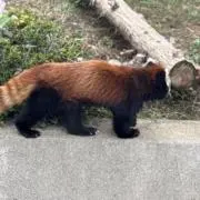 イリオモテクマネコの画像
