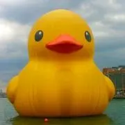くぅの画像