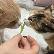 てんらんの画像