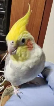 よもぎ(今ならフォロー割引あります‼️)の画像