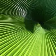 YUの画像