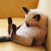 まの画像