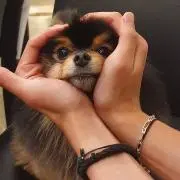 いぬぬわんの画像