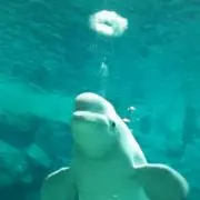 メグツム