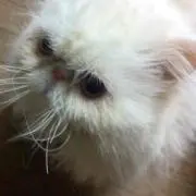 とも@おまとめ割引は自動をご利用下さい！の画像
