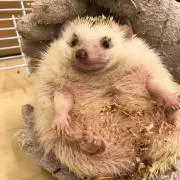 ハリーの画像