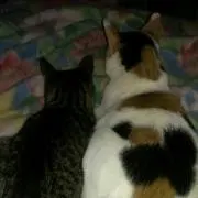 じゃからんだ