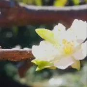 Mayrの画像