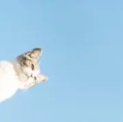 た。の画像