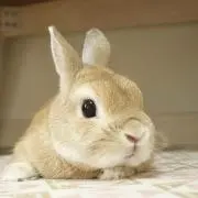 ohanaの画像