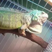 ココ