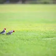 【平日のみ発送】Ayakaの画像