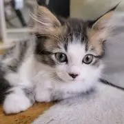 maroの画像