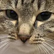 り(値下げ交渉⭕️)の画像