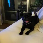 ししまるの画像
