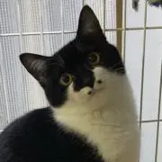 どらやきの画像
