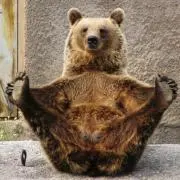 熊熊の画像