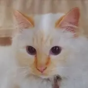 ファロンの画像