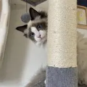 あめ