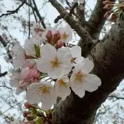 ひろりんの画像