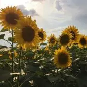 のん　断捨離中の画像