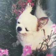 Mimiの画像