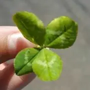 のり