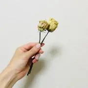 かりんの画像