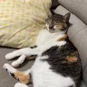 ブリジットの画像