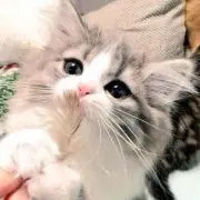 ゆうか