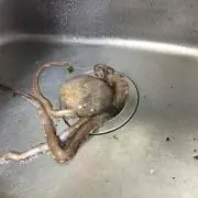 たこの画像