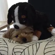 マネット