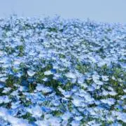 marryの画像
