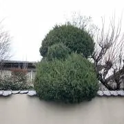 マサキの画像