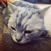 きゃーのん