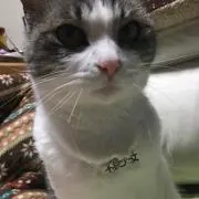 Y☆O☆の画像