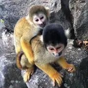 LPHの画像