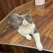 にゃんころもちの画像