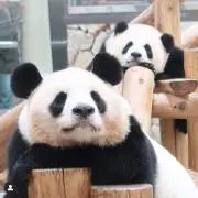 パンダ