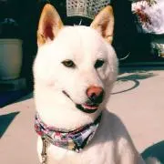 もちタロー