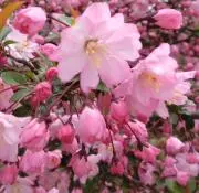 saki（即購入OK）の画像