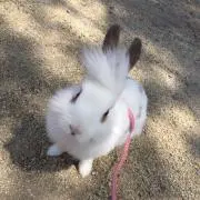 くろうさぎの画像