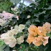 ayataka