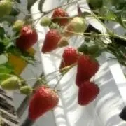mahの画像