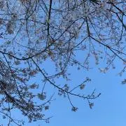 あかさたなの画像