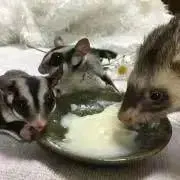 プロフ確認必須⭐︎サクポン⭐︎