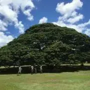 kzwwの画像