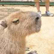 さつき