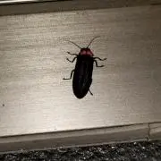 まこと